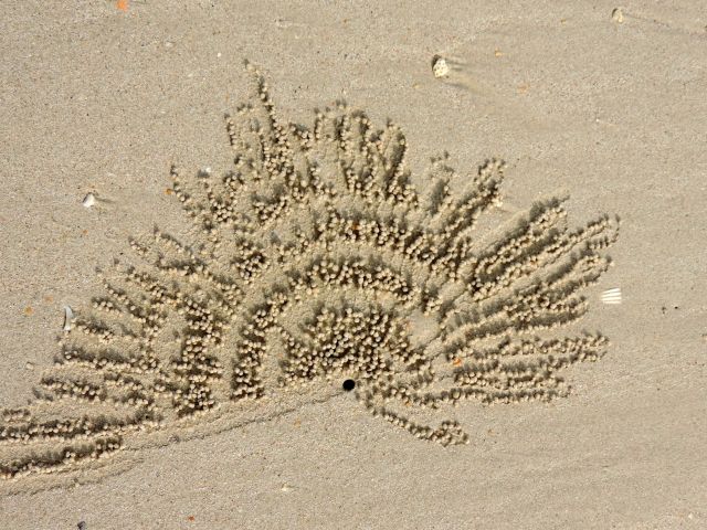 Kleine Krebse gestalten überall am Strand kleine Kunstwerke.